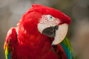 Red Green Macaw 4K348454546 300x200 - Red Green Macaw 4K - red, Peafowl, Macaw, green